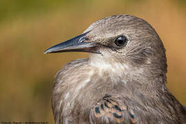 Common Starling