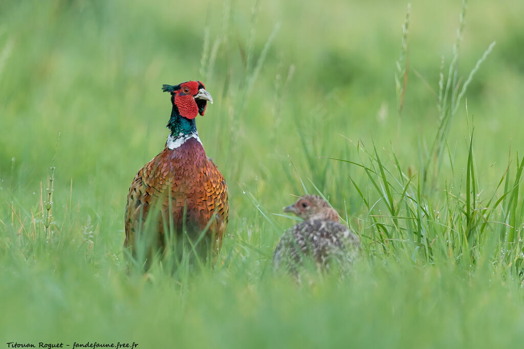 Common Pheasant