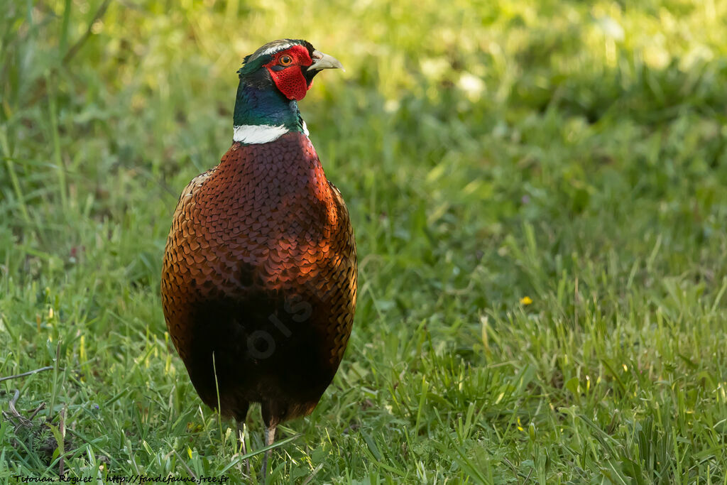 Faisan de Colchide