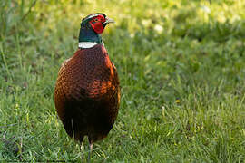 Common Pheasant