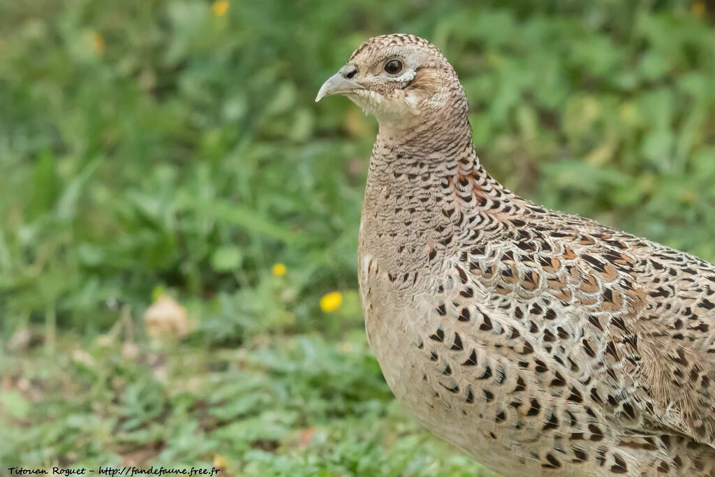 Common Pheasant