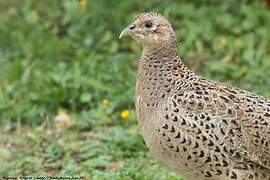 Common Pheasant