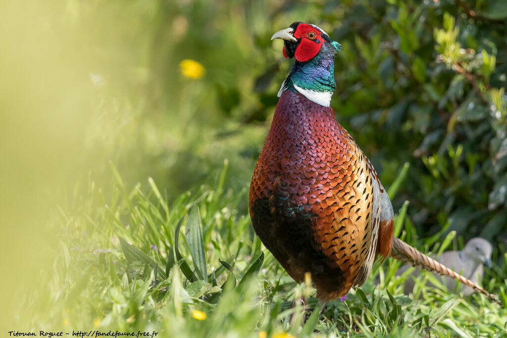 Common Pheasant