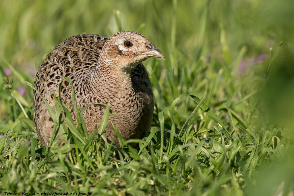 Common Pheasant