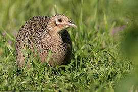 Common Pheasant