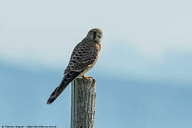 Common Kestrel