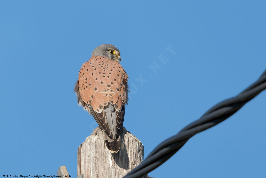 Common Kestrel male, identification