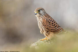 Common Kestrel