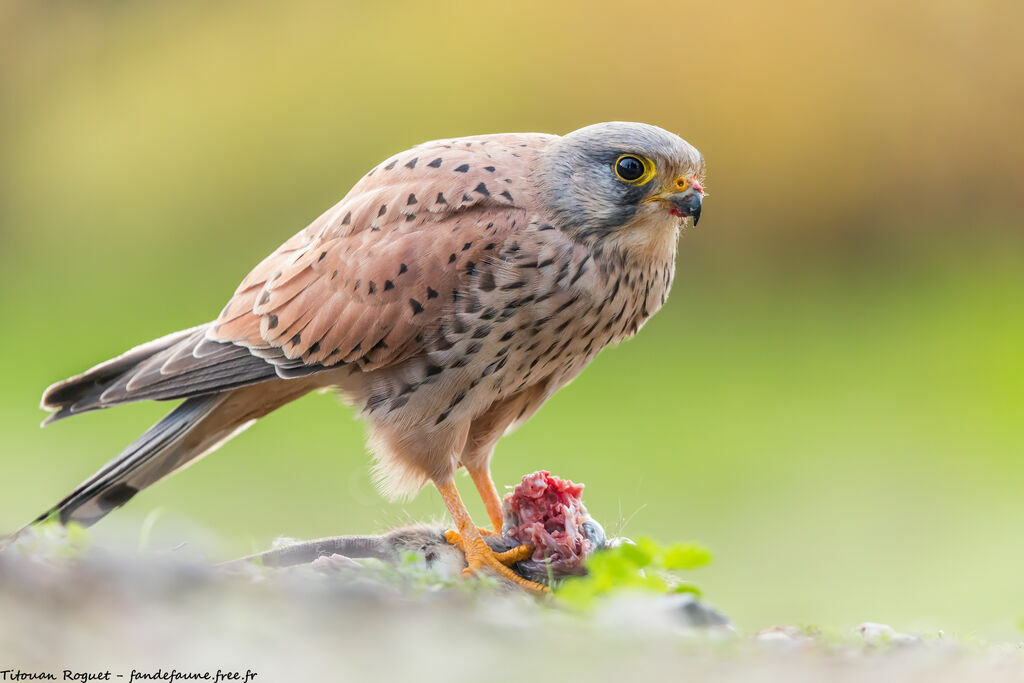 Common Kestrel