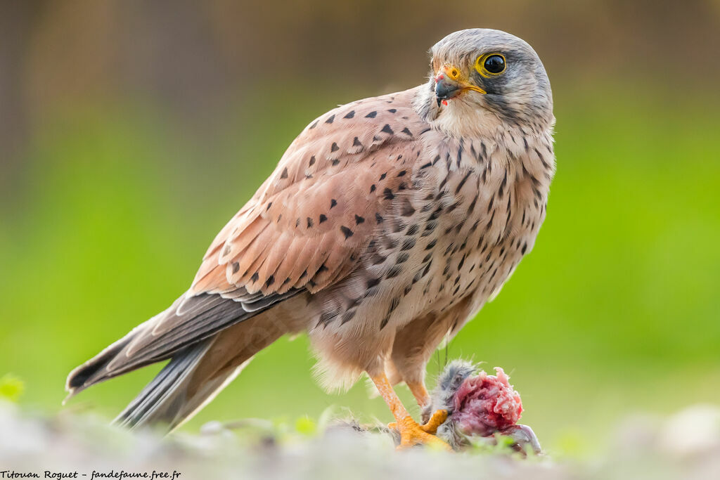 Common Kestrel