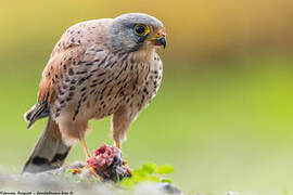 Common Kestrel