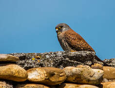 Lesser Kestrel