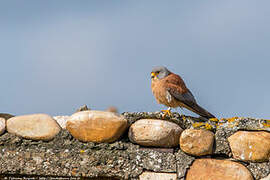 Lesser Kestrel