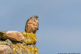 Lesser Kestrel