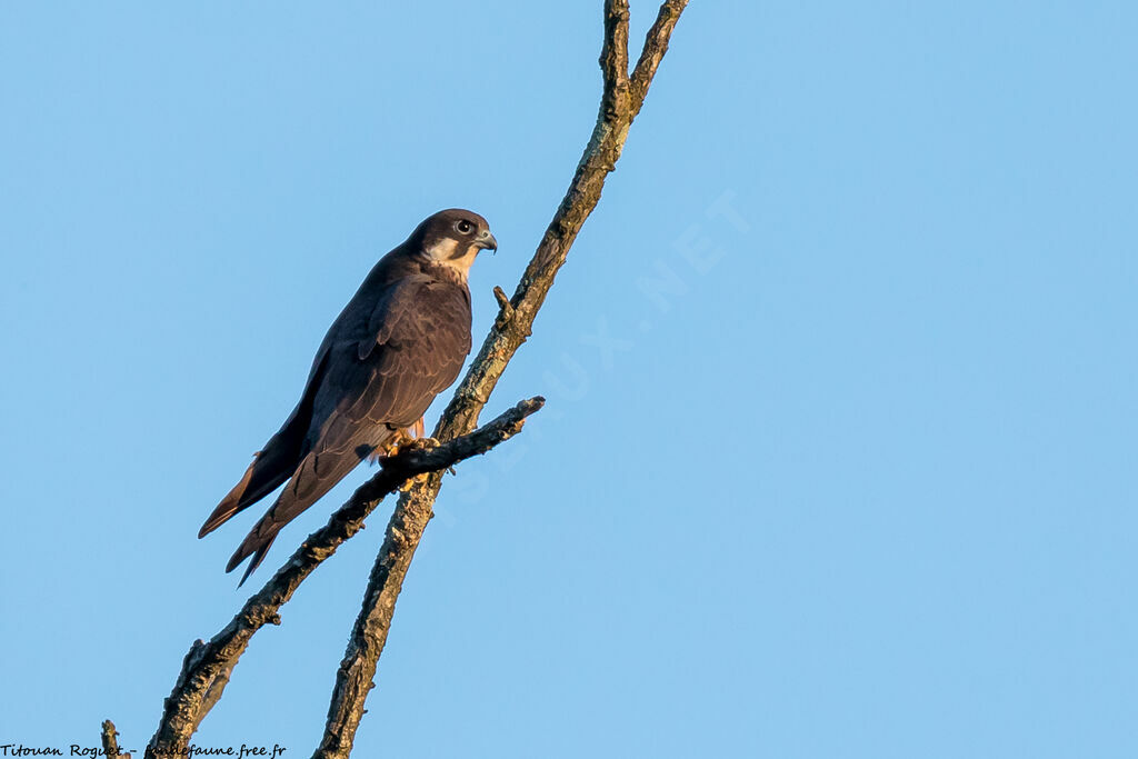 Eleonora's Falcon