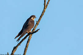 Eleonora's Falcon