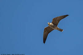 Eurasian Hobby