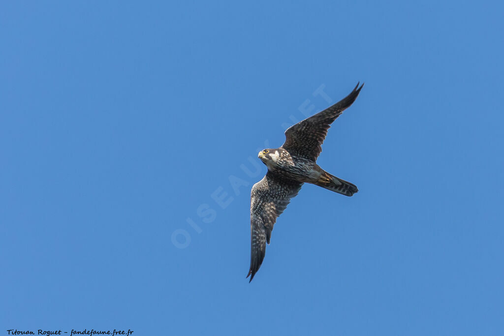 Eurasian Hobby