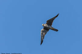 Eurasian Hobby