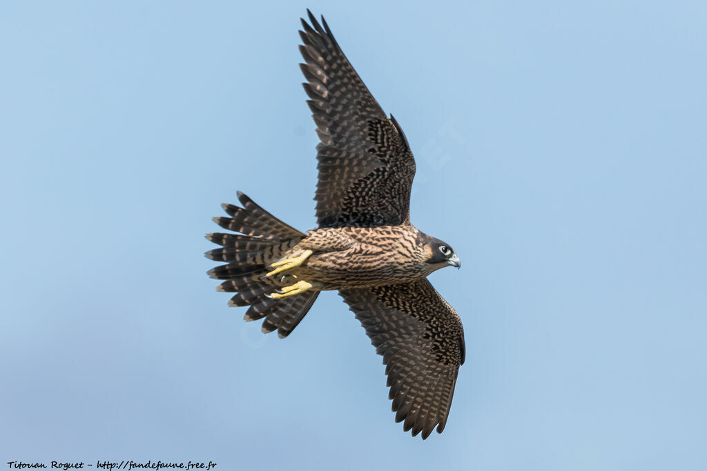 Peregrine Falcon