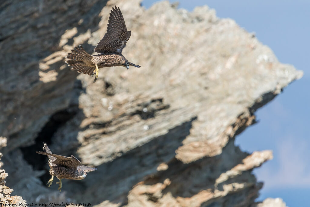 Peregrine Falcon