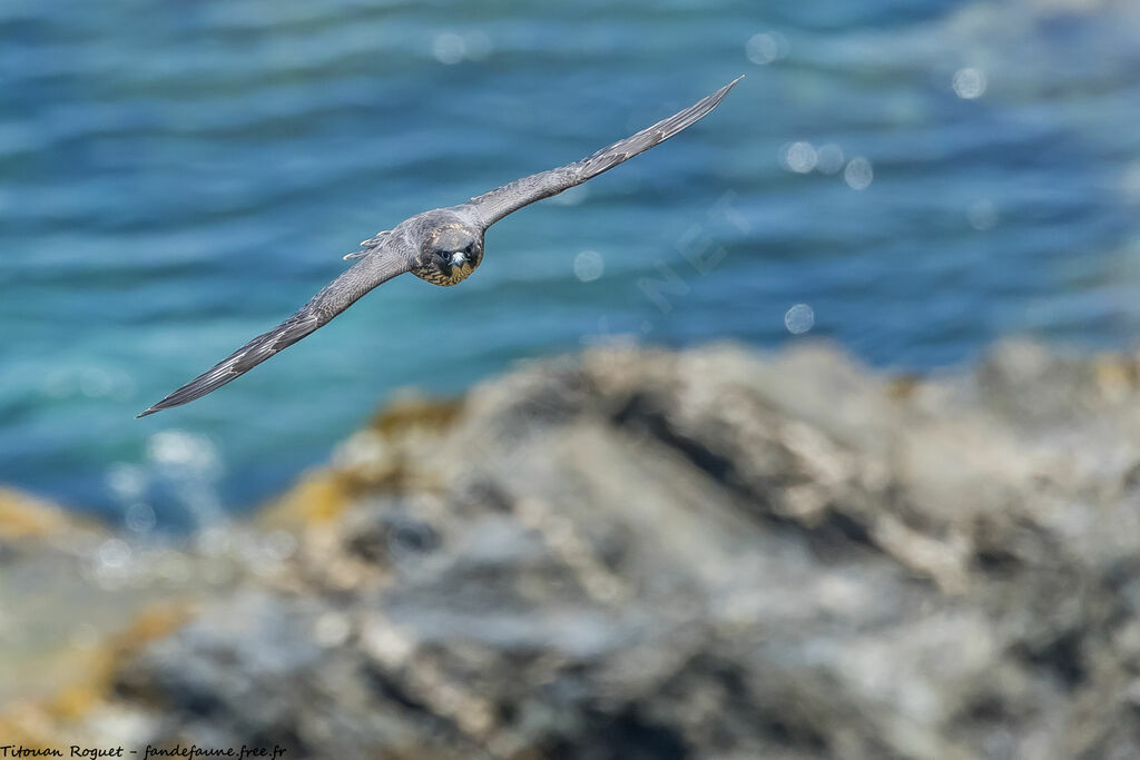 Peregrine Falcon