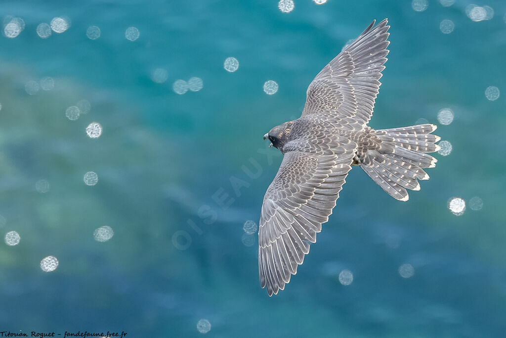 Peregrine Falcon