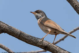 Spectacled Warbler