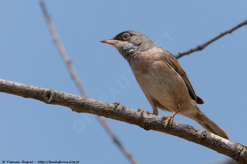 Spectacled Warbler, identification