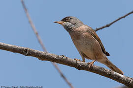 Spectacled Warbler