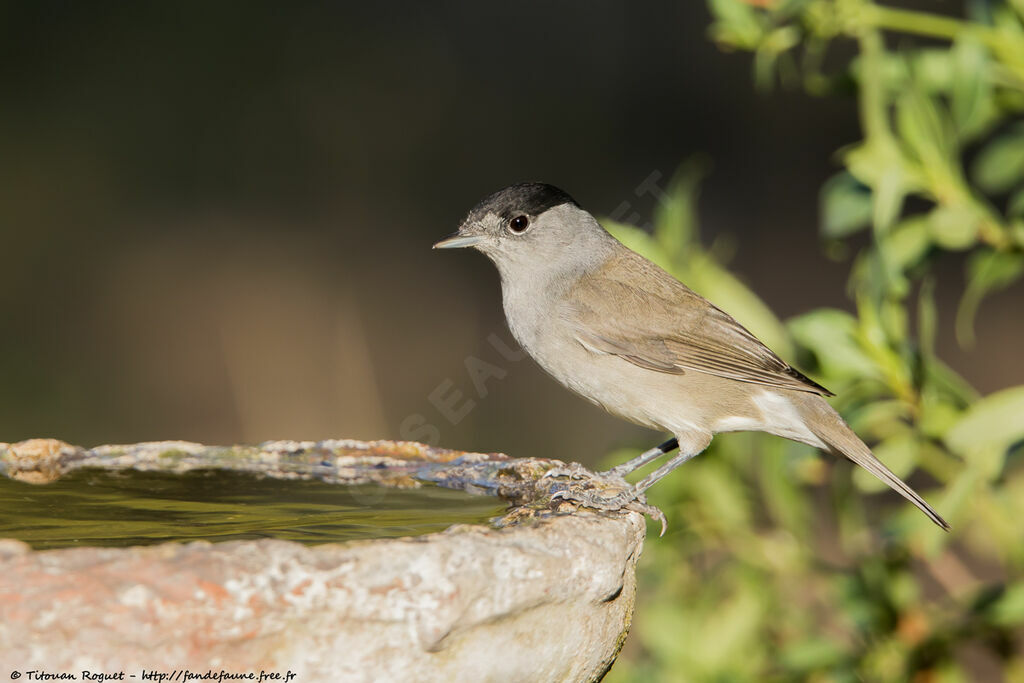 Eurasian Blackcap male, identification