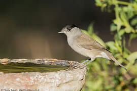 Eurasian Blackcap