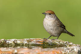 Eurasian Blackcap