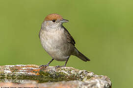 Eurasian Blackcap