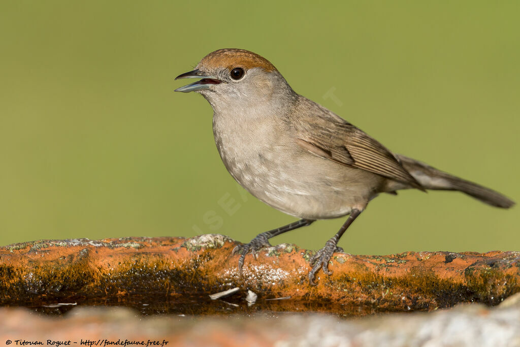 Eurasian Blackcap female adult, identification