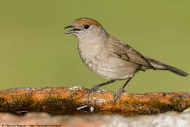 Eurasian Blackcap