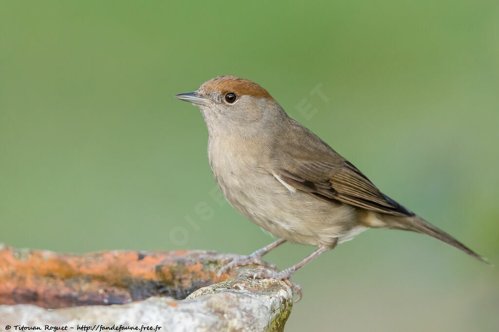 Eurasian Blackcap female adult breeding, identification