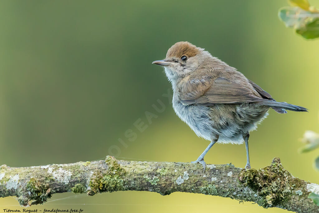 Eurasian Blackcap