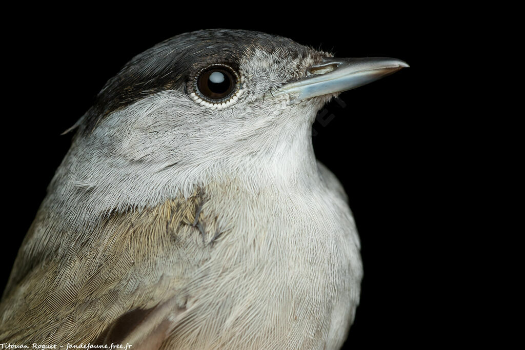 Eurasian Blackcap