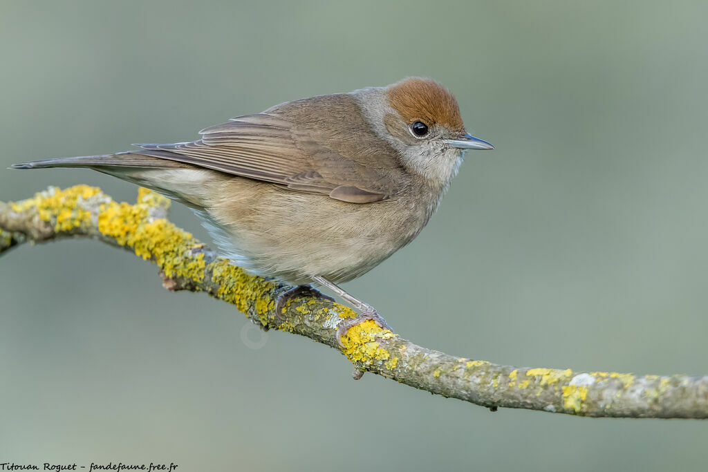 Eurasian Blackcap