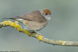 Eurasian Blackcap