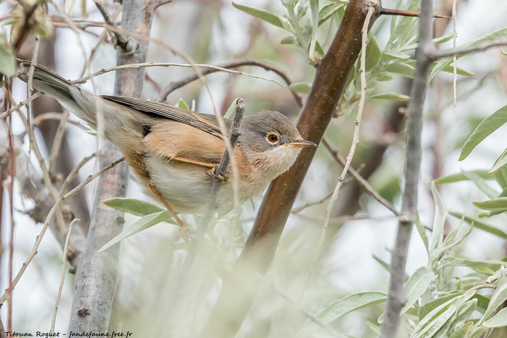 Moltoni's Warbler