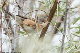 Moltoni's Warbler