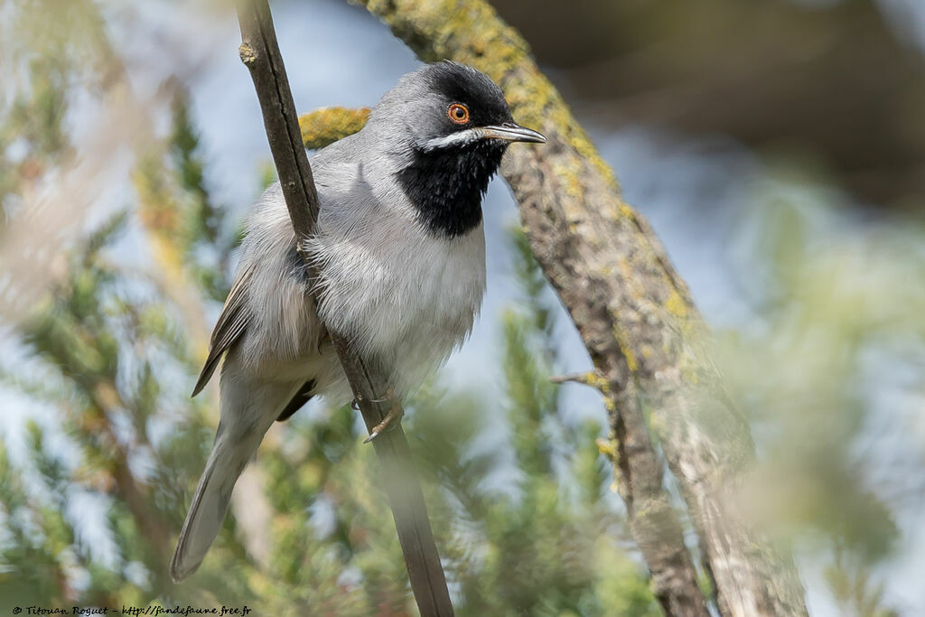 Rüppell's Warbler