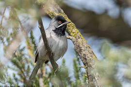 Rüppell's Warbler