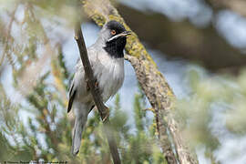 Rüppell's Warbler