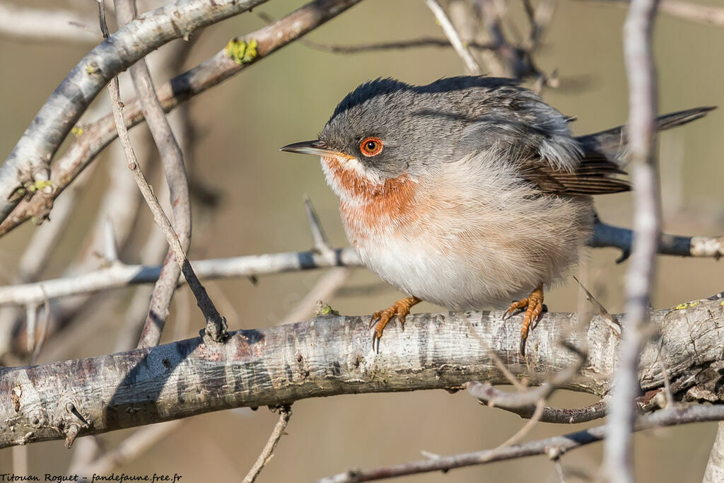 Eastern Subalpine Warbler