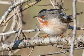 Eastern Subalpine Warbler