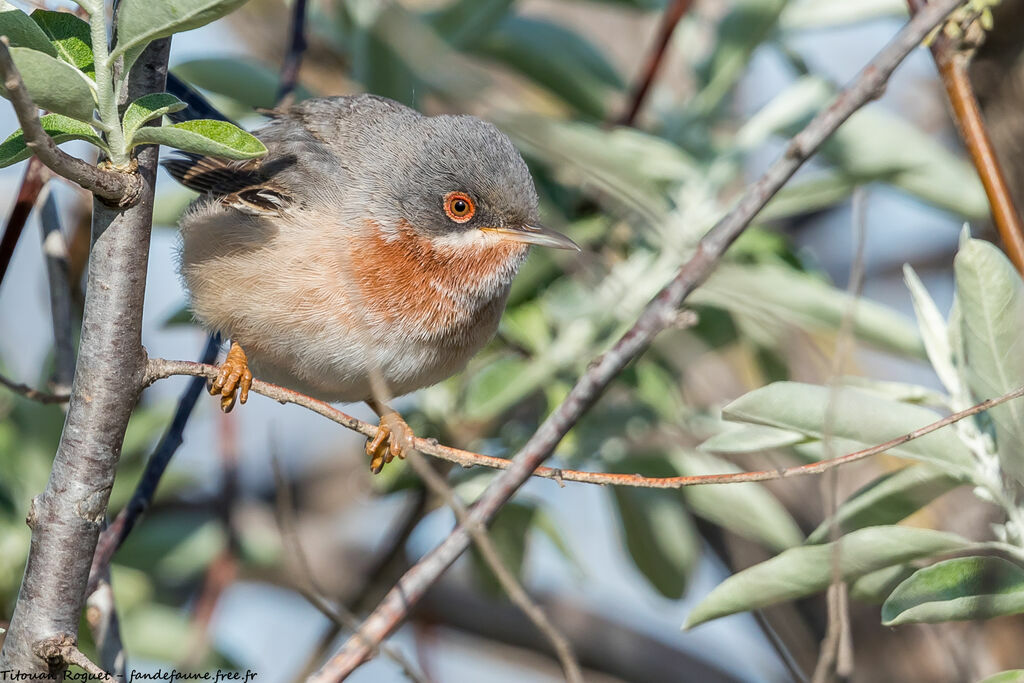 Eastern Subalpine Warbler