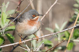 Eastern Subalpine Warbler